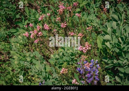 Pink Mountain Heather and Lupine growing along the Naches Peak Loop Trail in Mt. Rainier National Park Stock Photo