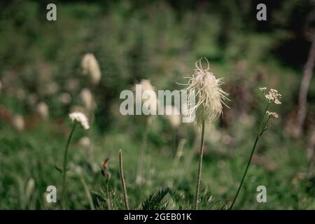 Pasqueflower (Western Anemone) growing along the Naches Peak Loop Trail in Mt. Rainier National Park Stock Photo