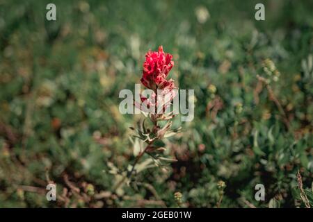 Indian Paintbrush growing along the Naches Peak Loop Trail in Mt. Rainier National Park Stock Photo