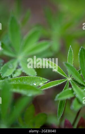 rain drops on the leaves of small lupine plants Stock Photo