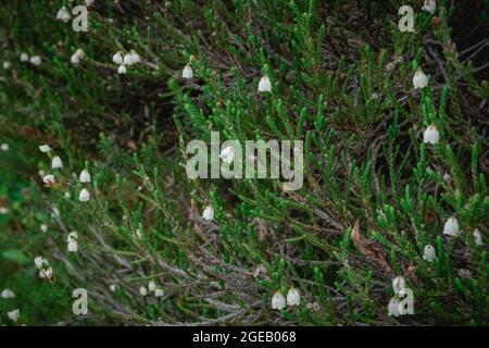 White Heather growing along the Naches Peak Loop Trail in Mt. Rainier National Park Stock Photo