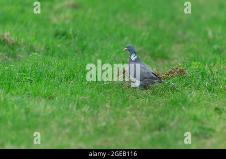 Wood Pigeon, Scientific name: Columba palumbus.  Adult wood pigeon foraging in natural farmland habitat.  Facing left.  Horizontal.  Space for copy. Stock Photo