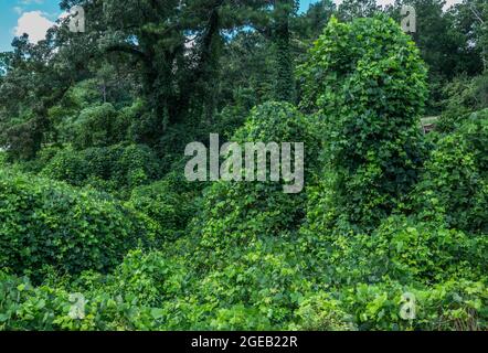 Vacant land covered with kudzu a green leafy vine taking over bushes trees and anything in its path the vine plant will climb and take over invasive s Stock Photo