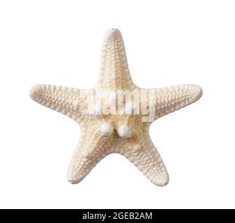 Knobby starfish isolated on a white background. One dried five finger fish or sea star macro. Summer vacations and sea holidays design element. Stock Photo