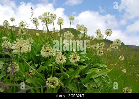 victory onion, Alpine leek, Allermannsharnisch, Allium victorialis, havasi hagyma, Alps, Austria, Europe