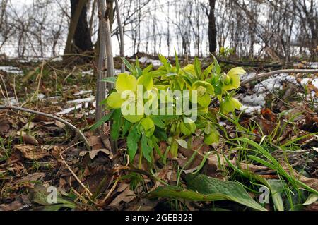 Hellebore, Nieswurz, Helleborus odorus, illatos hunyor, Hungary, Magyarország, Europe Stock Photo