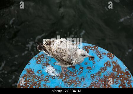 A young herring gull stands on a round blue rusty metal platform. Stock Photo