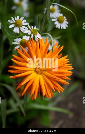 Close up of  an orange flower and white daisies Stock Photo