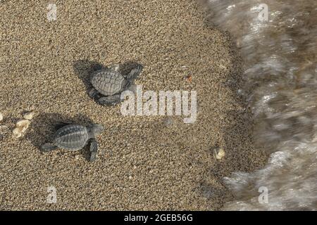 Two Lekang Turtle released to the sea.Bali Turtle Conservation and ...