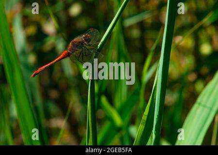 A beautiful red dragonfly is resting on a reed leaf Stock Photo