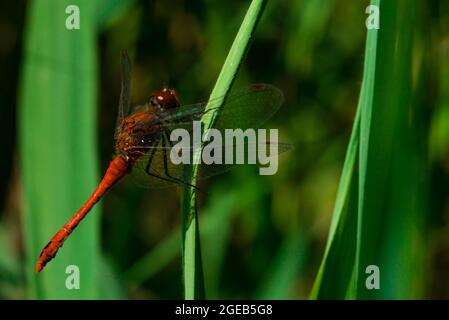 A beautiful red dragonfly is resting on a reed leaf Stock Photo