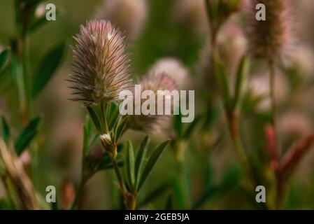 rabbitfoot clover, stone clover, oldfield clover, Trifolium arvense, Clover Seed on a Meadow Stock Photo