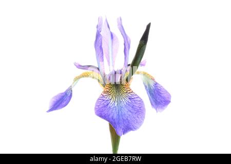 single open flower head of an Iris Sibirica photographed against a white background Stock Photo