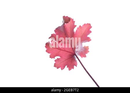 Single leaf and stem of a Heuchera Creme Brulee plant photographed against a white background Stock Photo