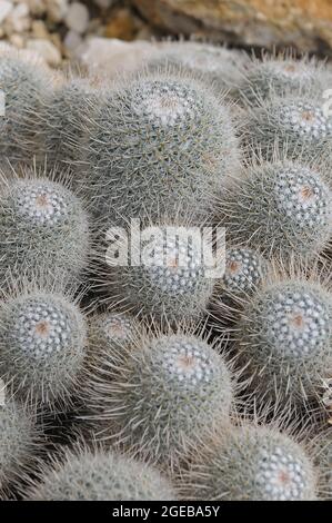 spiny pincushion cactus, Mammillaria spinosissima, kaktusz Stock Photo