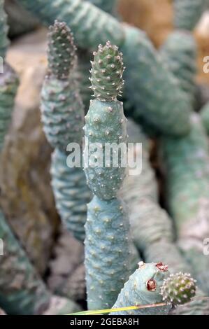 cactus, Tephrocactus articulatus, kaktusz