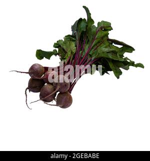 Red Beets still with their leaves on a White Background. Stock Photo