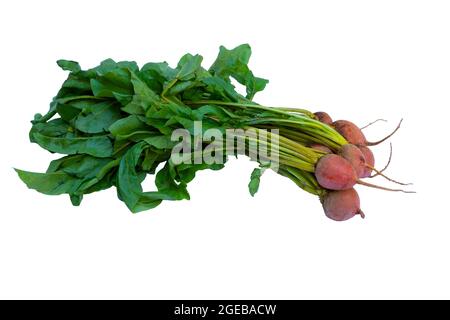 Yellow Beets still with their leaves on a White Background. Stock Photo