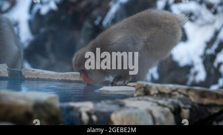 Japanese snow monkey drinking water in onsen hot springs at winter. A wild macaque in warm pool located in Jigokudan Park, Nakano, Japan. Macaca fusca Stock Photo