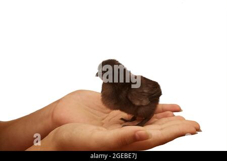 Little fluffy black chicken in female hands isolated on white Stock Photo
