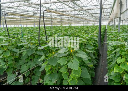 https://l450v.alamy.com/450v/2gebf7m/growing-mini-cucumbers-snack-cucumbers-in-a-greenhouse-near-straelen-nrw-germany-2gebf7m.jpg