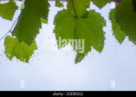 Abstract background of wet glass with raindrops and grape leaves. Selective focus on raindrops Stock Photo