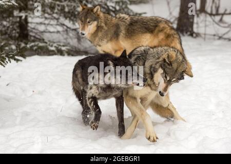 Black Phase Grey Wolf (Canis lupus) Snarls at Second Winter - captve animals Stock Photo