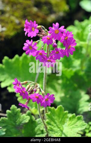 hardy primrose, Primula kisoana, kankalin Stock Photo