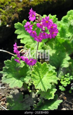 hardy primrose, Primula kisoana, kankalin Stock Photo