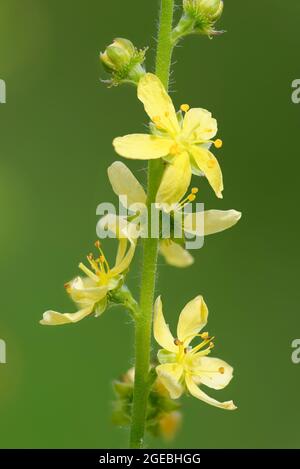 Agrimony - Agrimonia eupatoria, closeup of Yellow Grassland Flower Stock Photo