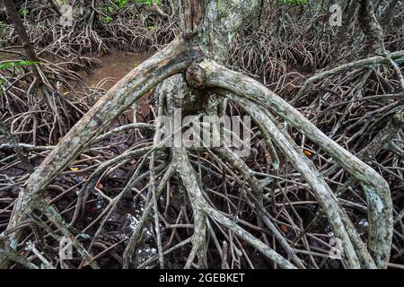 Mangrove forest near El Nido, Palawan island in Philippines Stock Photo