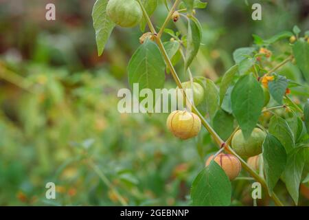 Growing physalis, green physalis, physalis in the greenhouse, physalis in the garden. Collecting and breeding Golden gooseberries. Stock Photo