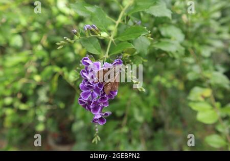 Close up of a Conjoined swift butterfly with wings spread out sitting on a violet color flower bunch ready to drink nectar from a flower Stock Photo