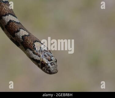 Eastern Milksnake (lampropeltis Triangulum Triangulum) From Leelanau 