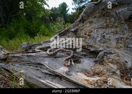 Eastern Milksnake (lampropeltis Triangulum Triangulum) From Leelanau 