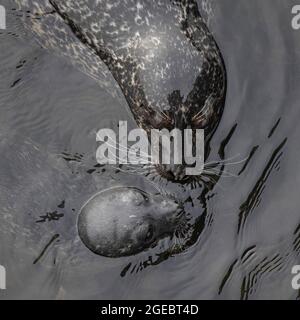 Common seals, mother and pup interacting, Aberdeen, Scotland Stock Photo