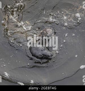 Common seals, mother and pup interacting, Aberdeen, Scotland Stock Photo