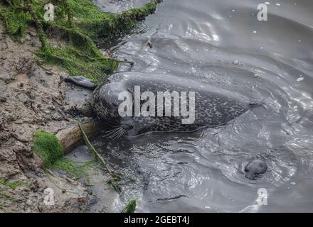 Common seals, mother and pup interacting, Aberdeen, Scotland Stock Photo