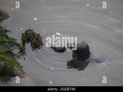 Common seals, mother and pup interacting, Aberdeen, Scotland Stock Photo