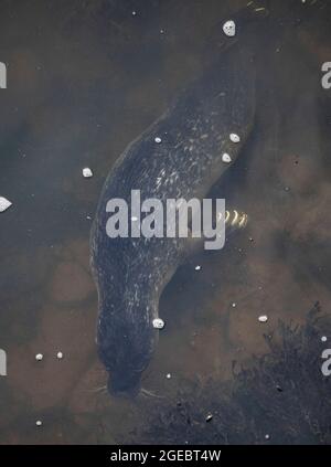 Common seals, mother and pup interacting, Aberdeen, Scotland Stock Photo