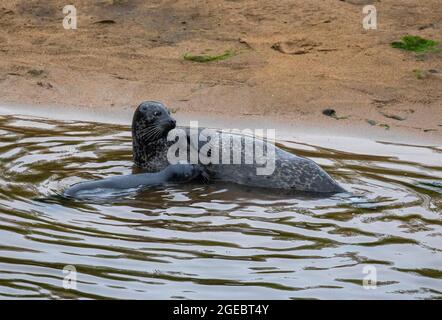 Common seals, mother and pup interacting, Aberdeen, Scotland Stock Photo