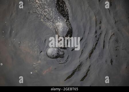 Common seals, mother and pup interacting, Aberdeen, Scotland Stock Photo