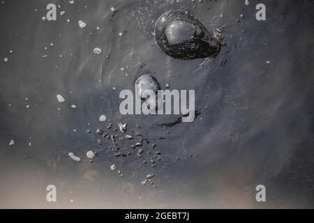 Common seals, mother and pup interacting, Aberdeen, Scotland Stock Photo