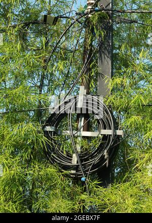 Fiber optic cable reel hanging on iron pole with bamboo leaves in the background Stock Photo