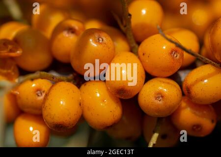 Branch of ripe sea buckthorn (Hippophae ) berries in the garden. The shrub is also known as sandthorn, sallowthorn, or seaberry. Stock Photo
