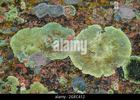Multi-colored fragment fungus texture on the stones Stock Photo