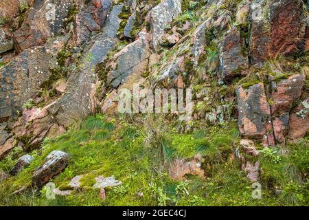 Multi-colored fragment fungus texture on the stones Stock Photo