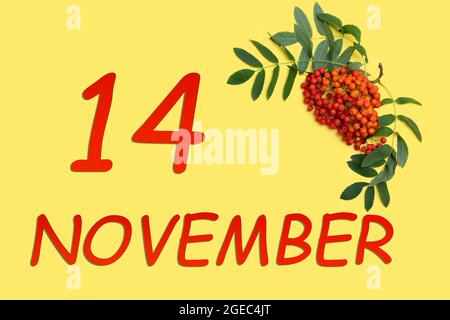 14th day of november. Rowan branch with red and orange berries and green leaves and date of 14 november on a yellow background. Autumn month, day of t Stock Photo