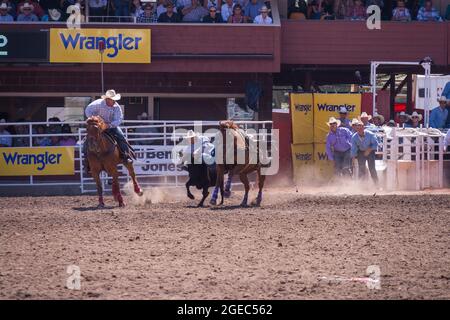 A cowboy attempts to capture a bull at the Calgary Stampede event in Alberta. Stock Photo