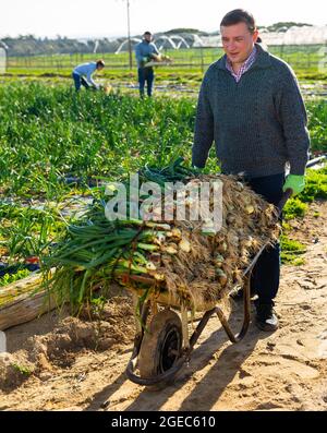 Man carrying wheelbarrow with green onions Stock Photo